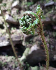 Fern unfurling by Alice Draws the Line