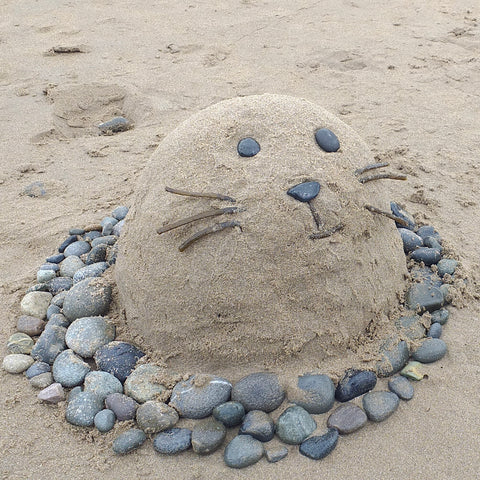 Sand seal on a Pembrokeshire beach