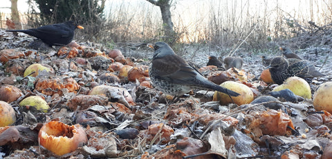 Apples for breakfast for the blackbird, fieldfare and starlings photograph by Alice Savery of Alice Draws the Line