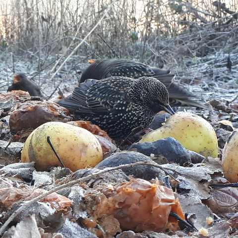 Starlings eating apples for breakfast photograph by Alice Savery of Draws the Line