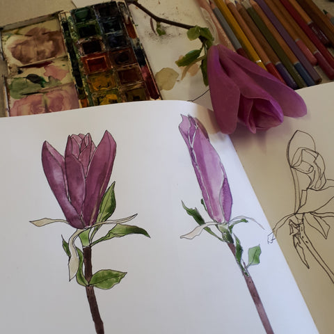Magnolia studies by Alice Draws the Line