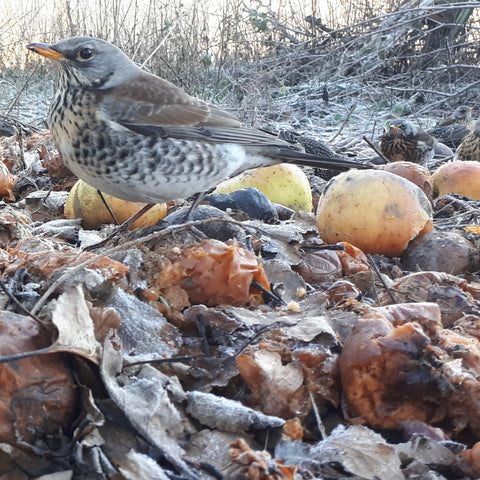 Fieldfare having apples for breakfast by Alice Savery of Alice Draws the Line