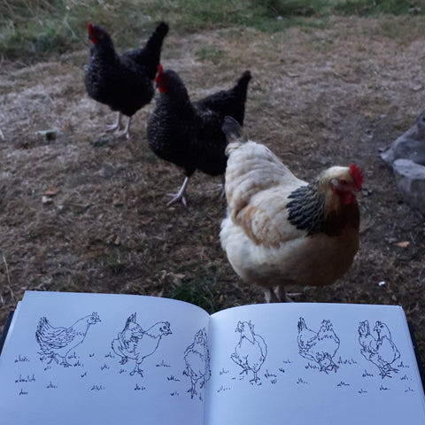 Sketching the chickens at Logfire Holidays Gwenoldy by Alice Draws the Line