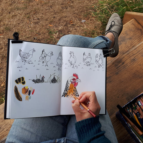 Drawing chickens on at Logfire Holidays Gwenoldy by Alice Draws the Line