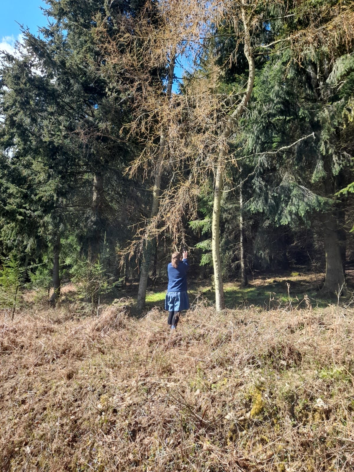 Alice Draws the Line photographing larch flowers in the wood blog post