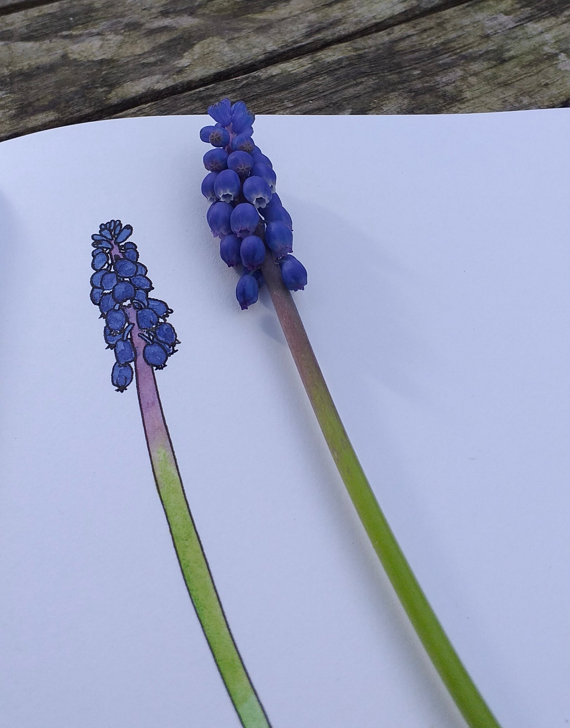 Grape Hyacinth illustration by Alice Draws the Line, botanical illustration