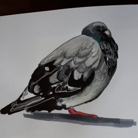 Mixed media pigeon study by Alice Draws the Line