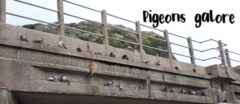 Pigeons in Barmouth, hanging out on the railway bridge. Captured by Alice Draws the Line