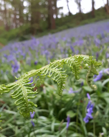 Bluebell woods photograph by Alice Draws the Line