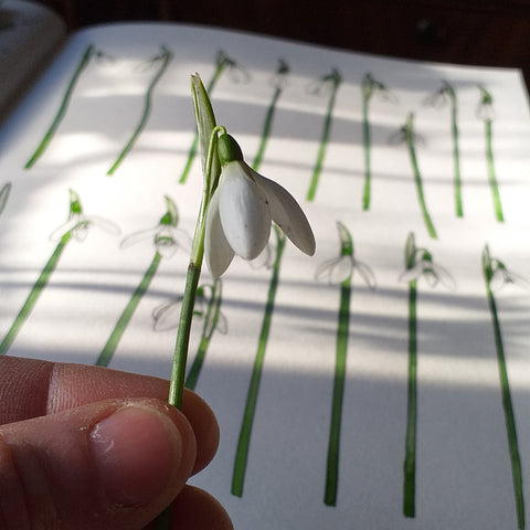 Snowdrop studies by Alice Draws the Line