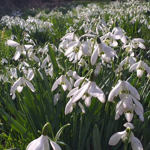 Snowdrops galore photographed by Alice Draws the Line