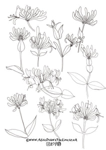 Wild flowers colouring in sheets