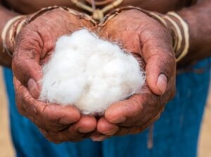 showing the raw cotton