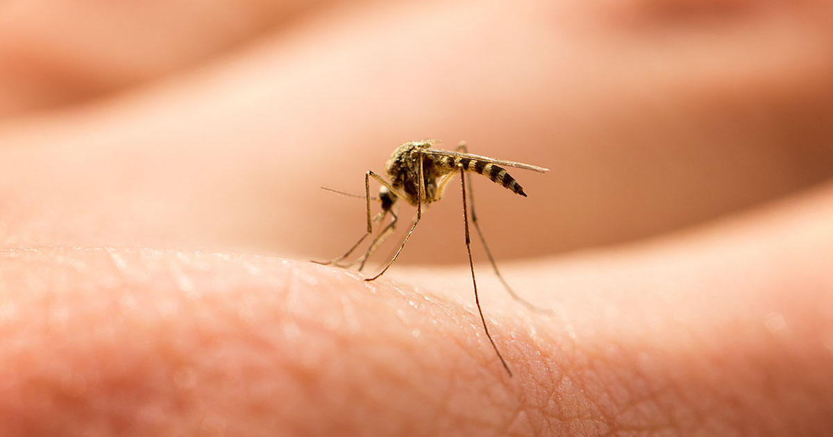 A close-up of a mosquito sitting on human skin