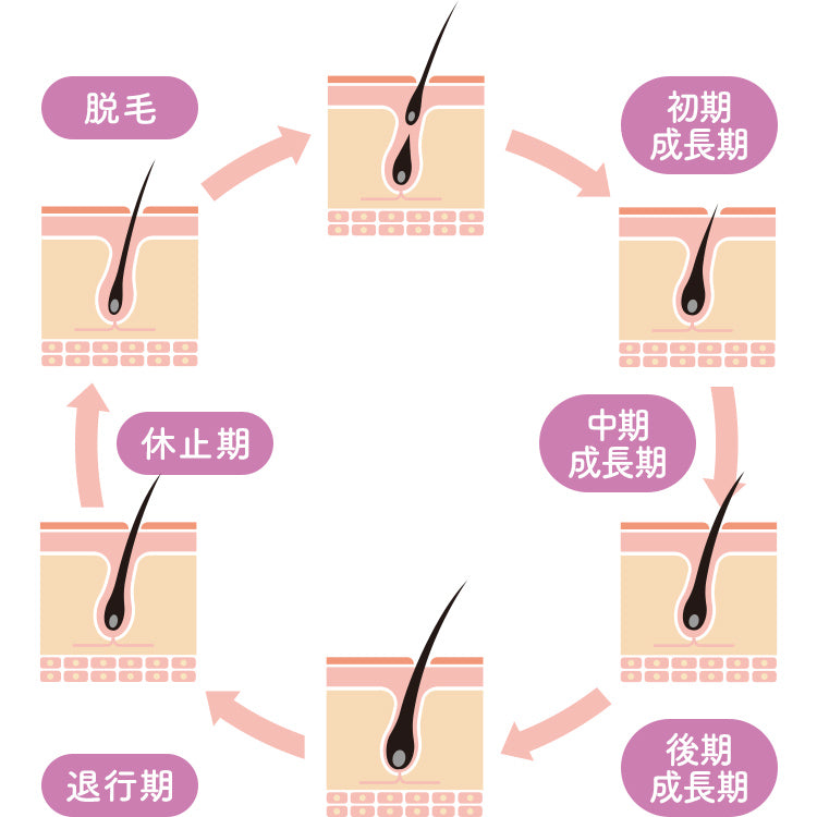 毛髪の成長サイクル　イメージ