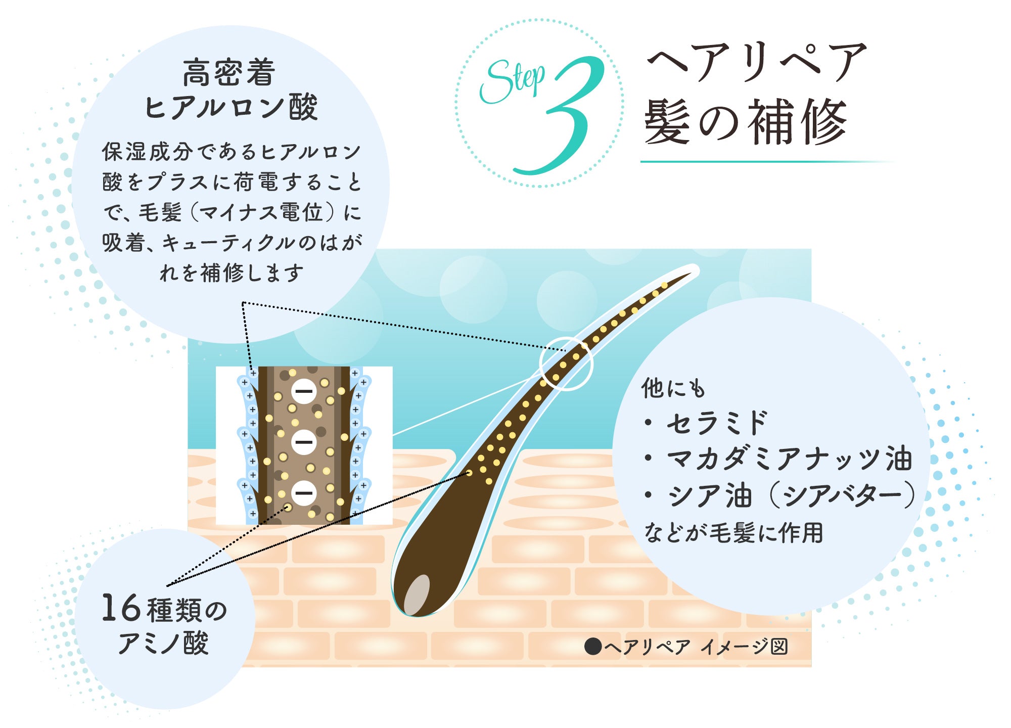 Step3 ヘアリペア  髪の補修 ヘアリペア イメージ図