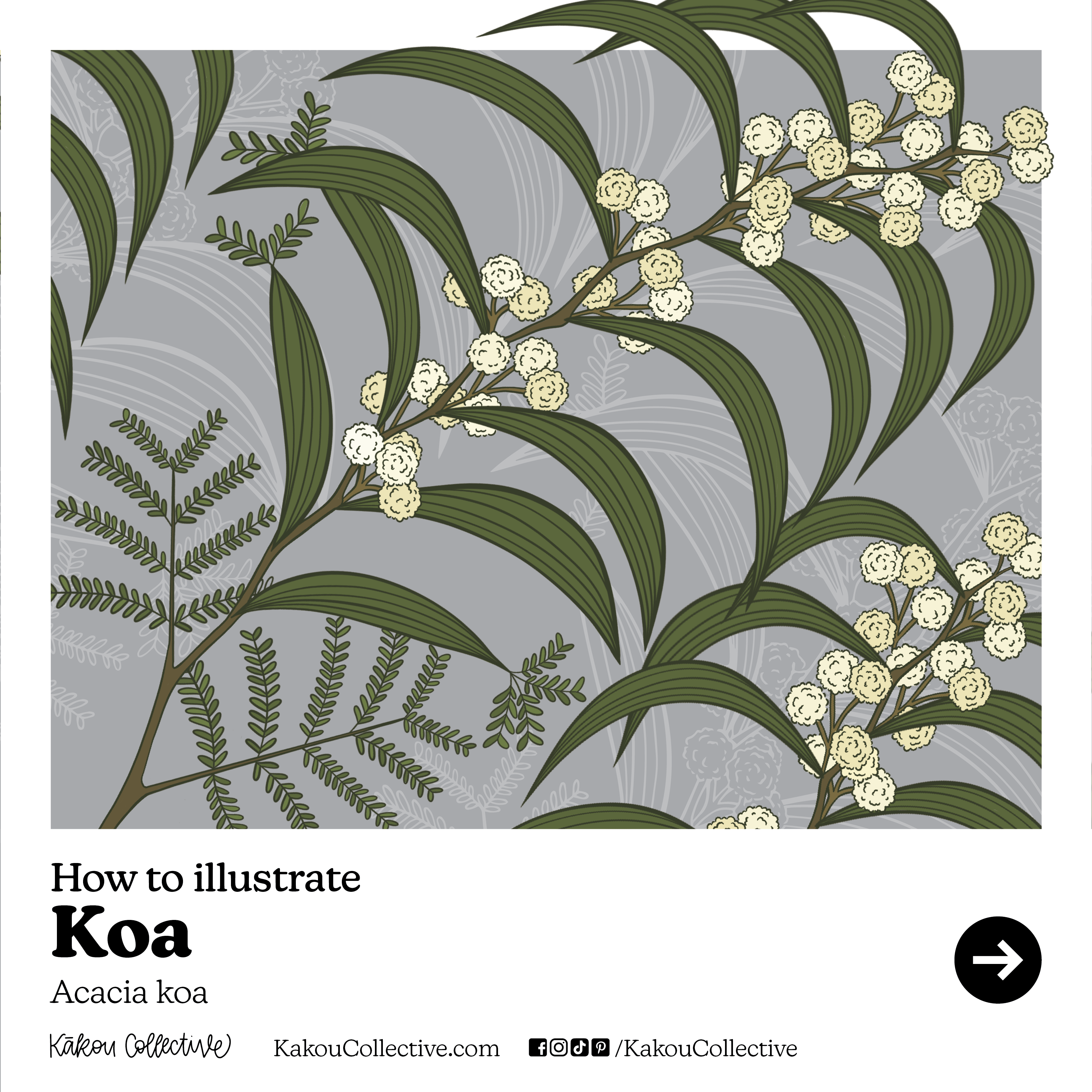 Koa Native Hawaiian Plant Month How to draw with Kea Peters of Kakou Collective