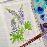 Watercolor Floral painting of Lupine flowers out lined in ink
