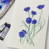 Watercolor Floral painting of Cornflowers out lined in ink