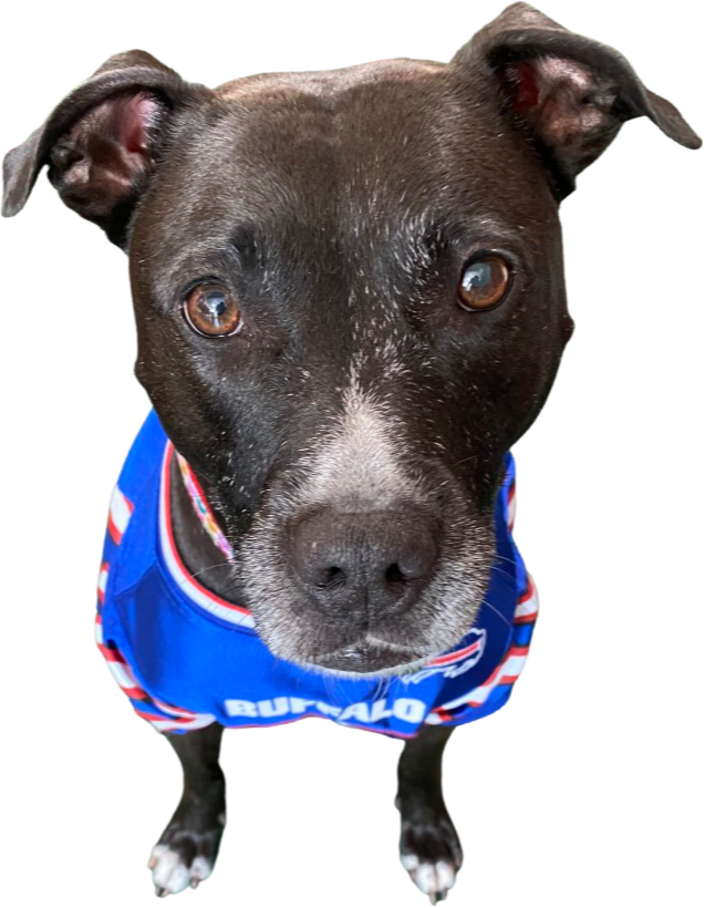 buffalo bills dog jersey