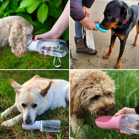 Bouteille d'eau pour chien