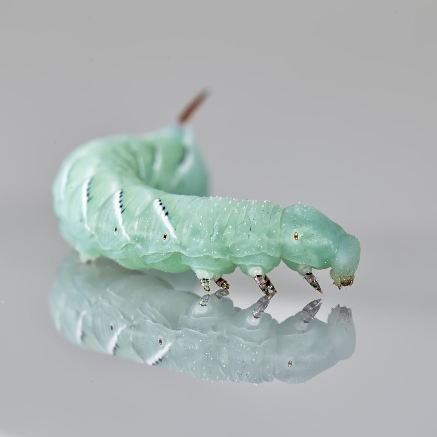 download breeding hornworms