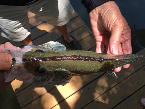 Black Crappie on Lake Ray Roberts