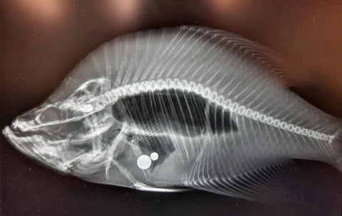 ball bearings found in crappie xray, kansas angler caught cheating.