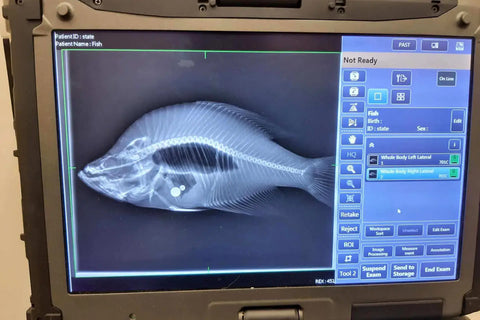 Crappie Fraud Found After xray at Topeka Zoo, from Kansas Crappie Angler State Record Claim.