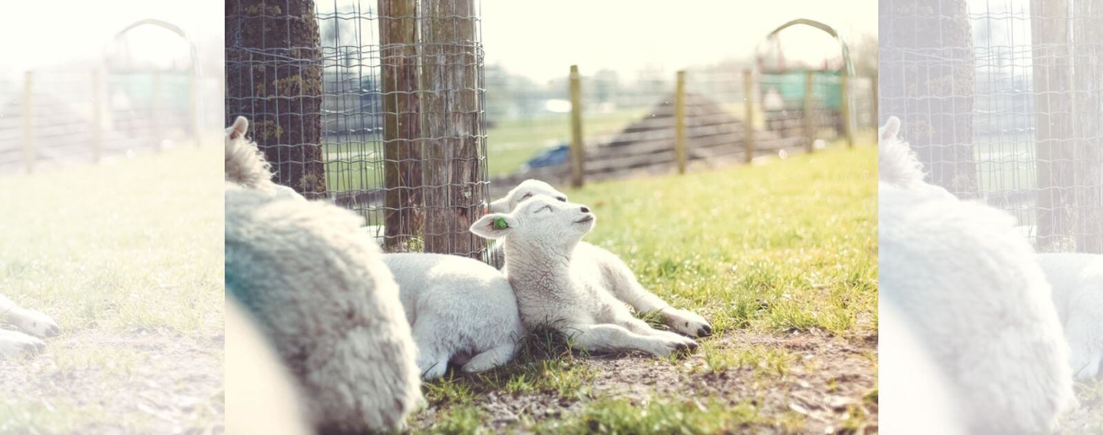 Cordero feliz, bienestar de las ovejas