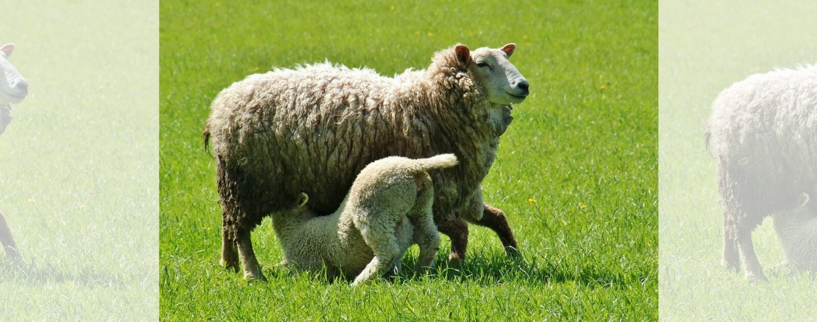 Lambs sucking milk from a sheep