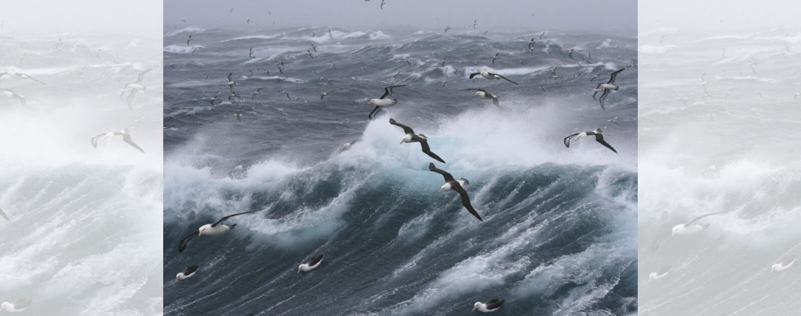 Albatros errante en el aire sobre el mar en un tren altísimo