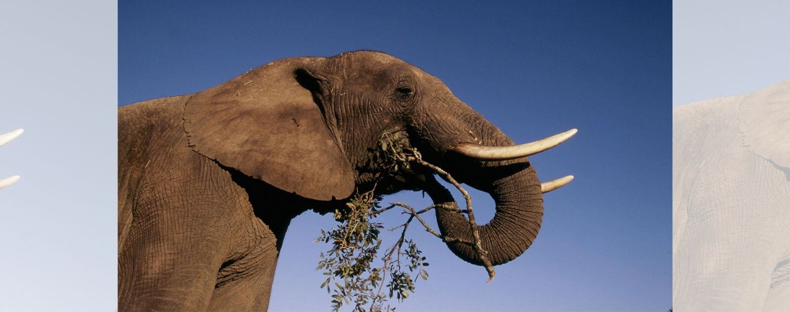 Elephant Feeding