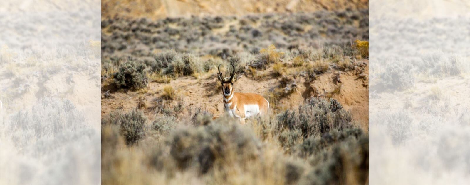 Antilope d'Amérique dans son Habitat Naturel dans les Prairies Désertiques Américaines