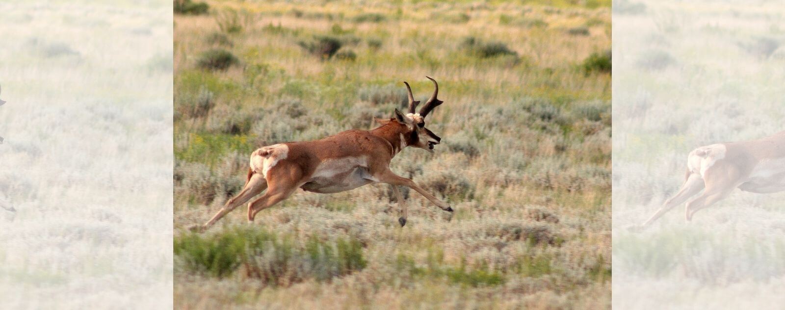 Antilope d'Amérique ou Antilocapre ou Pronghorn qui Court Rapidement dans les Prairies d'Amérique du Nord