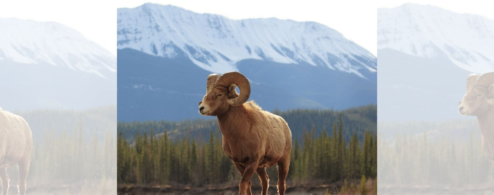 Argali (Asian Sheep)