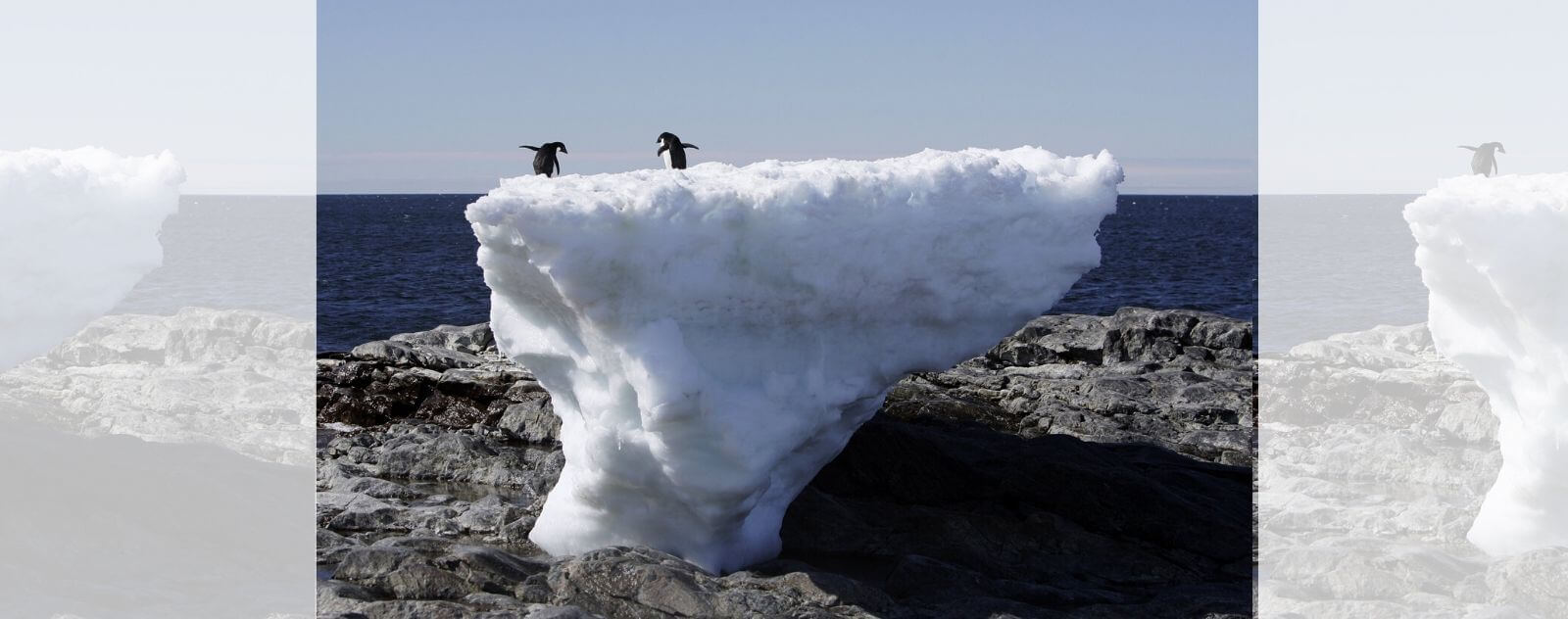 Ice floe Penguin Global Warming