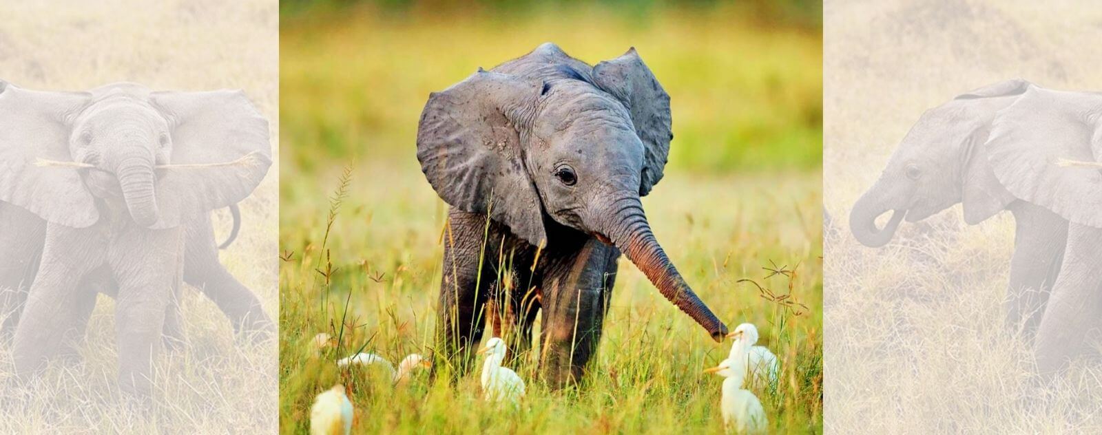 Baby Elephant Using His Trunk