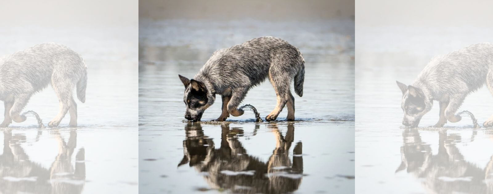 Bébé Loup