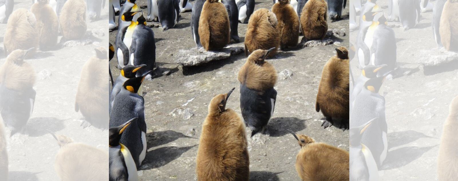 Pingüino bebé en muda (Pérdida de plumón marrón)