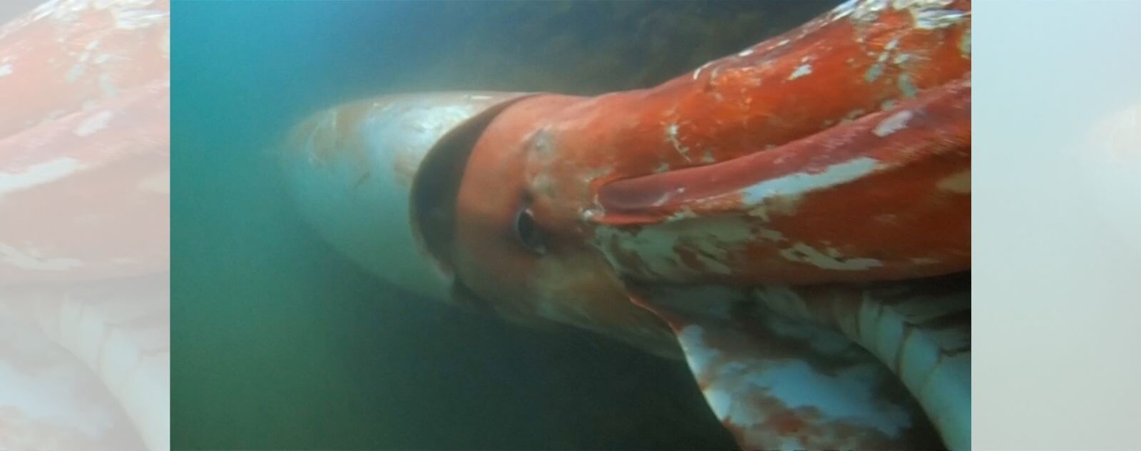 Calamar gigante en el fondo del océano