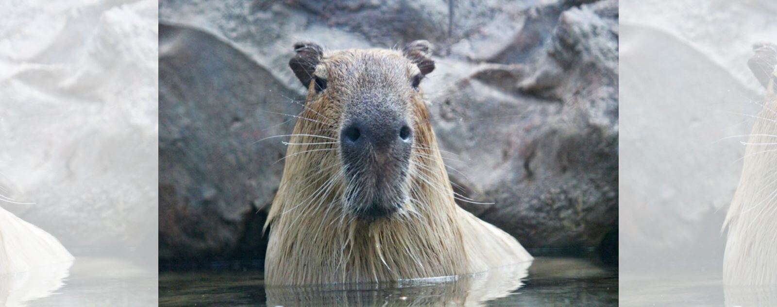 Capybara dans l'Eau (le PLus Gros Rongeur de la Planète)