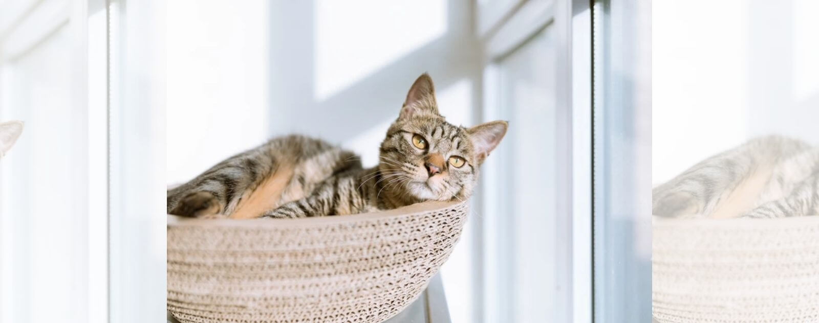 Gato doméstico en su cesta en altura junto a una ventana en una casa