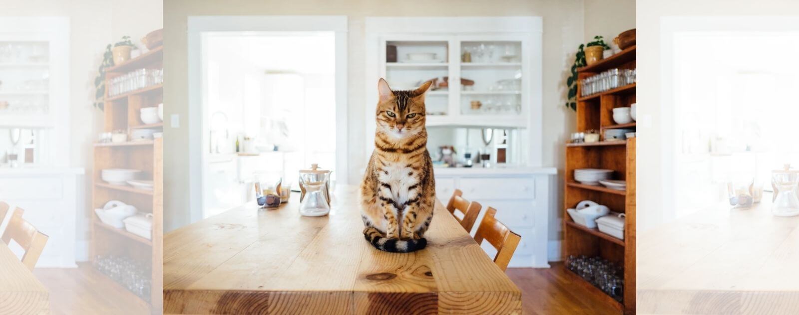 Gato doméstico sobre una mesa en una cocina