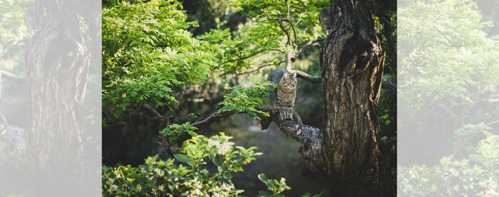 Gata que está en una rama de un gran árbol en la naturaleza