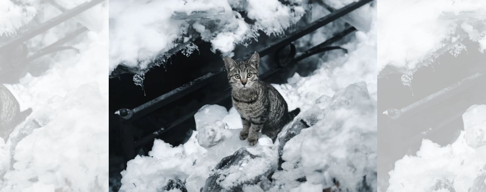 Gray Cat in Snow and White Ice Next to a Frozen Stream in Winter