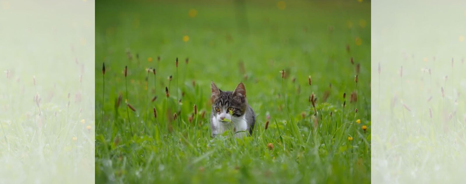 Caza de gatos grises y blancos en hierba verde alta