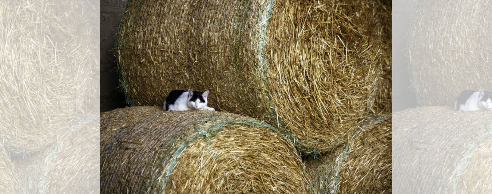 Gato blanco y negro durmiendo acostado con los ojos cerrados sobre fardos de paja en una granja para comer ratones