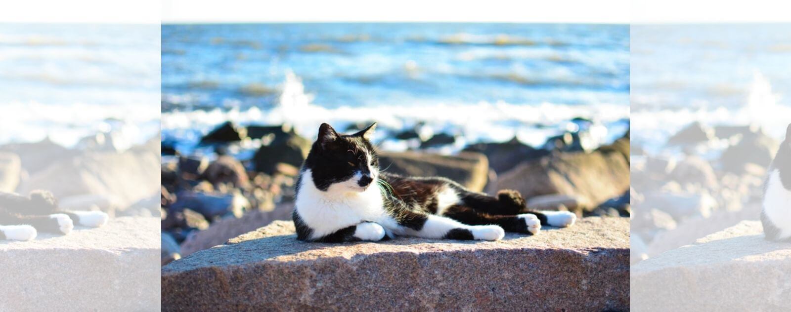Gato blanco y negro tumbado al sol junto al mar