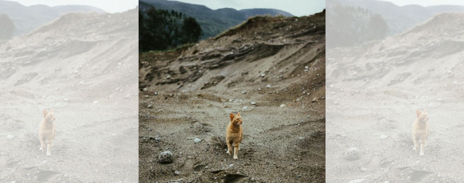 Red Cat Lost in the Wild in the Mountains (Volcanoes)